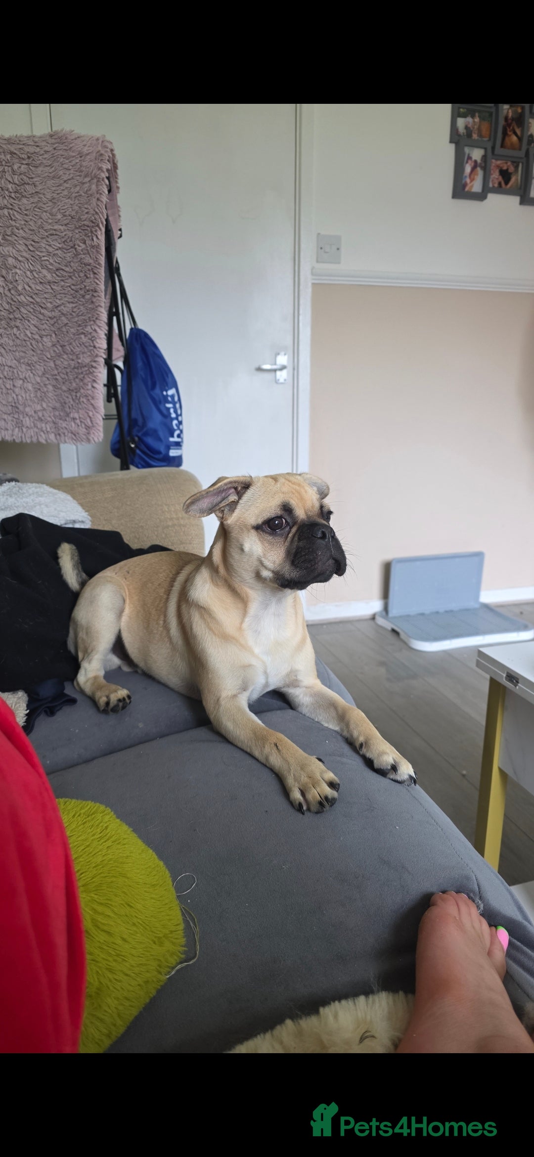 Mixed Breed dogs for sale: 7 month old puppy for rehoming - Image 3