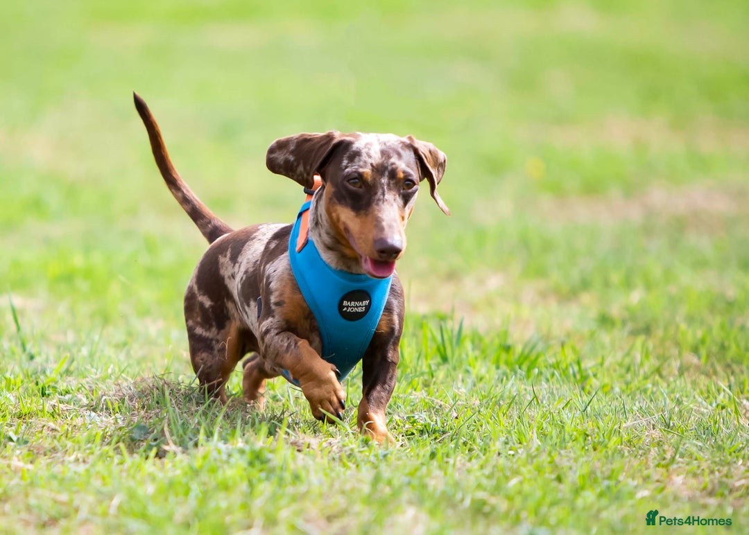 Dachshund dogs for stud: Miniature Dachshund Stud Kc registered & Pra clear in Stowmarket - Image 4