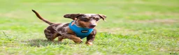Dachshund dogs for stud: Miniature Dachshund Stud Kc registered & Pra clear in Stowmarket - Advert 4