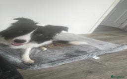 Border Collie dogs for sale: Lovely Border Collie - Image 8