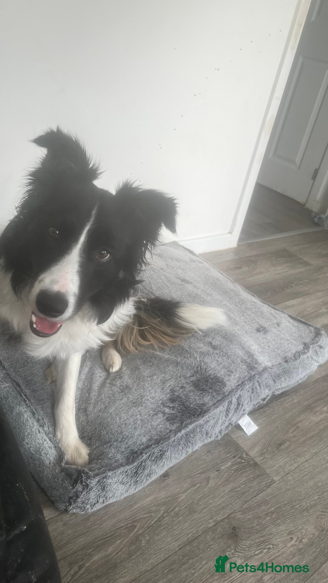 Border Collie dogs for sale: Lovely Border Collie - Image 8