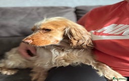 Cocker Spaniel dogs for sale: Stunning litter of Show Cocker Spaniel Puppies - Image 17