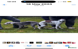 Mixed Breed dogs for sale: Bedlington/whippet - Image 3