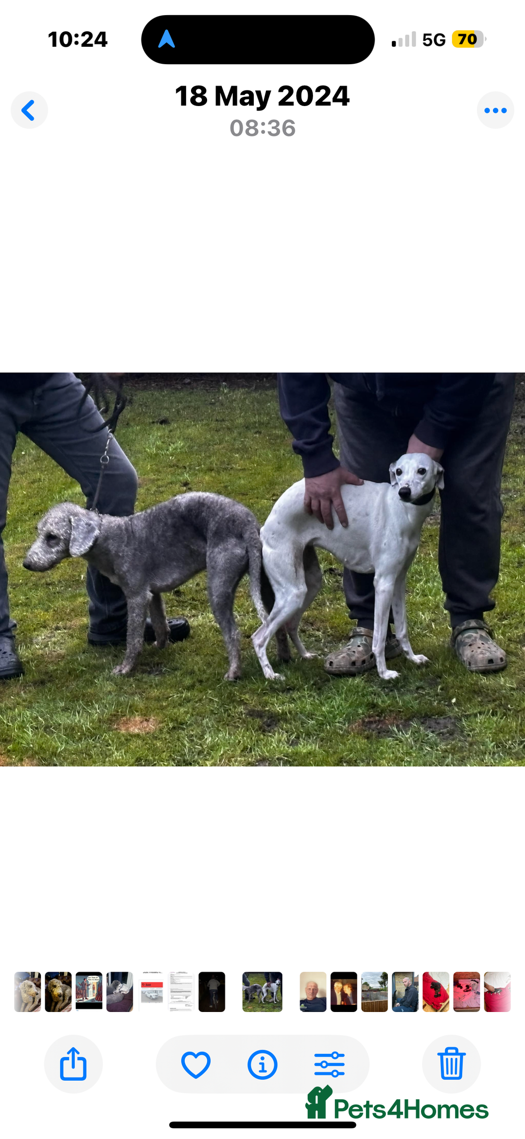 Mixed Breed dogs for sale: Bedlington/whippet - Image 3