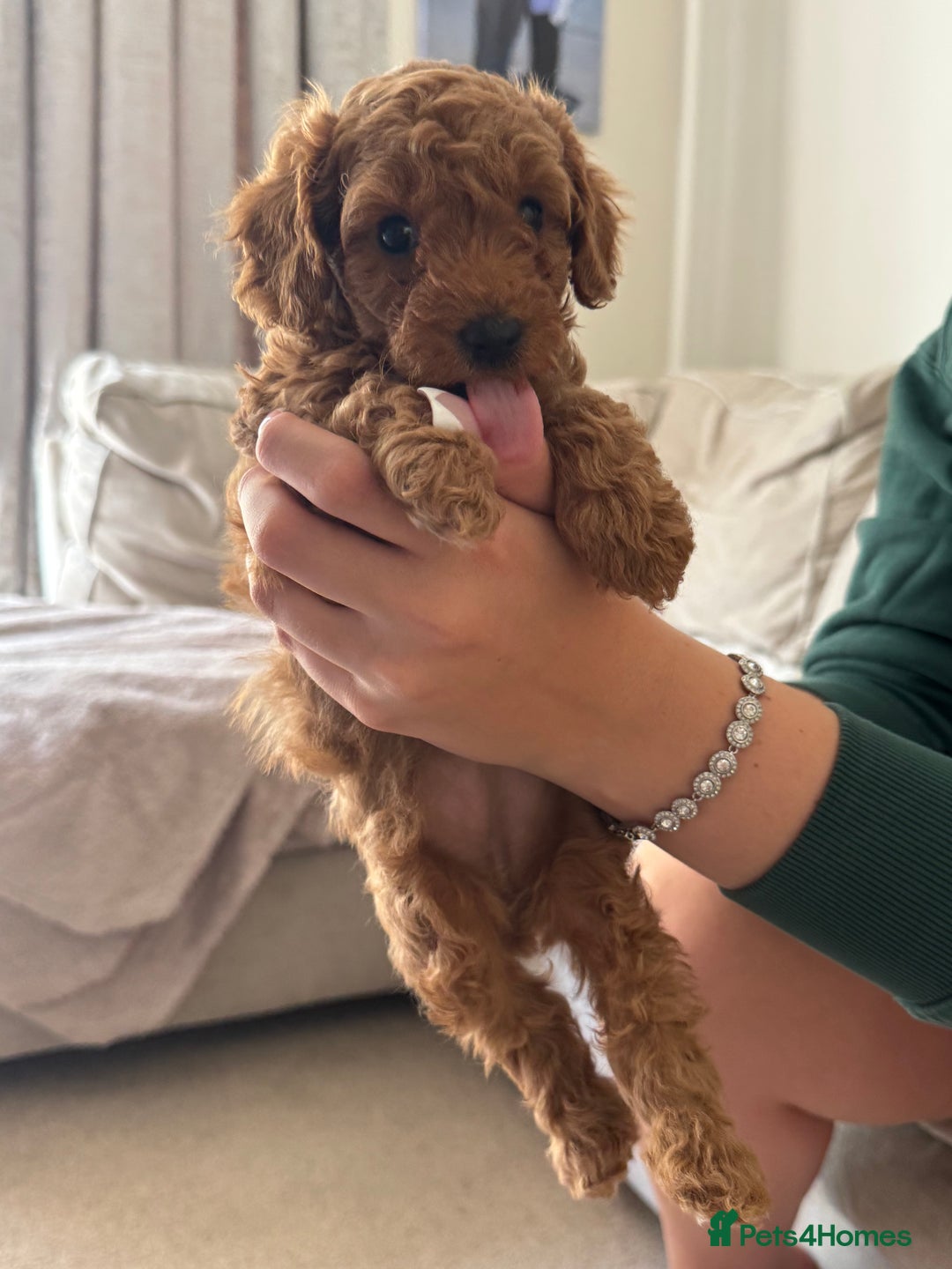 Toy Poodle dogs for sale: Toy poodles deep red. 2 - Image 14
