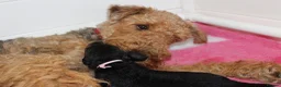 Airedale Terrier dogs for sale: KC Female Puppy Available- 5✨ licensed breeder - Advert 7