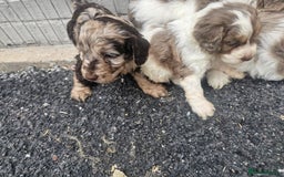 Cockapoo dogs for sale: Cockapoo puppies 🐶  - Image 5