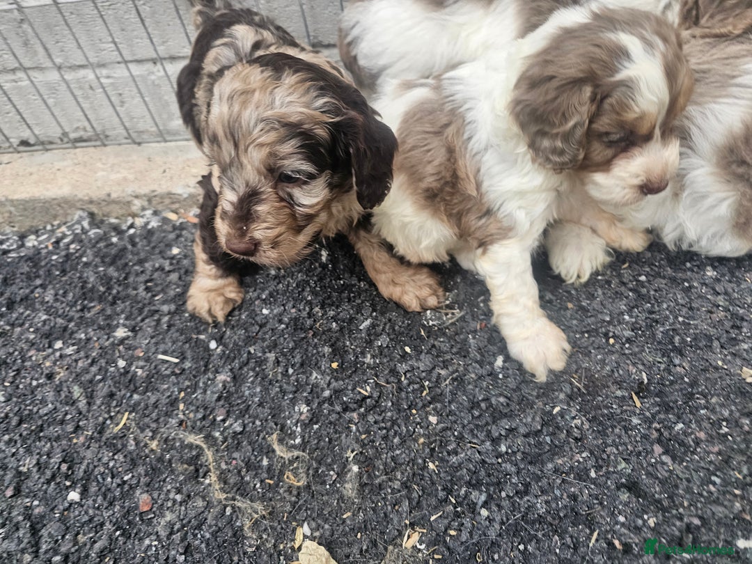Cockapoo dogs for sale: Cockapoo puppies 🐶  - Image 5