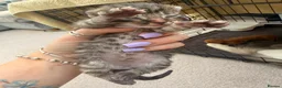 Mixed Breed cats for sale: Maine coon cross kittens  - Advert 5