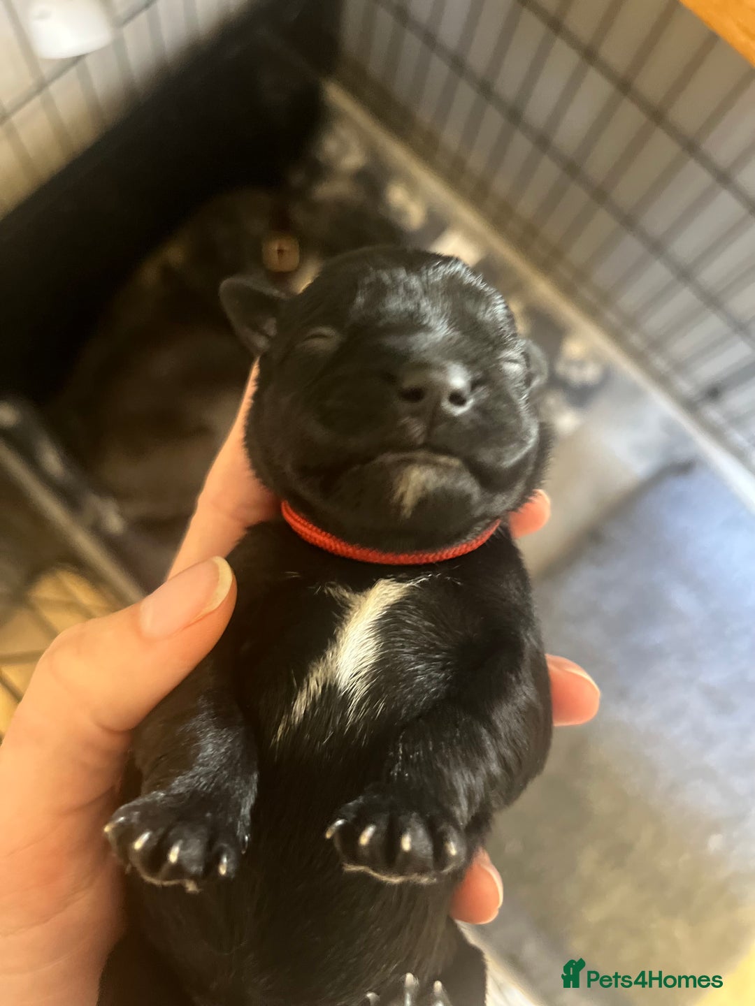 Miniature Schnauzer dogs for sale: Adorable Miniature Schnauzers - Image 13