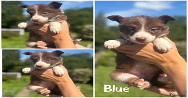 Border Collie dogs - Advert 6