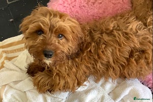 Cavapoo dogs - Advert 13