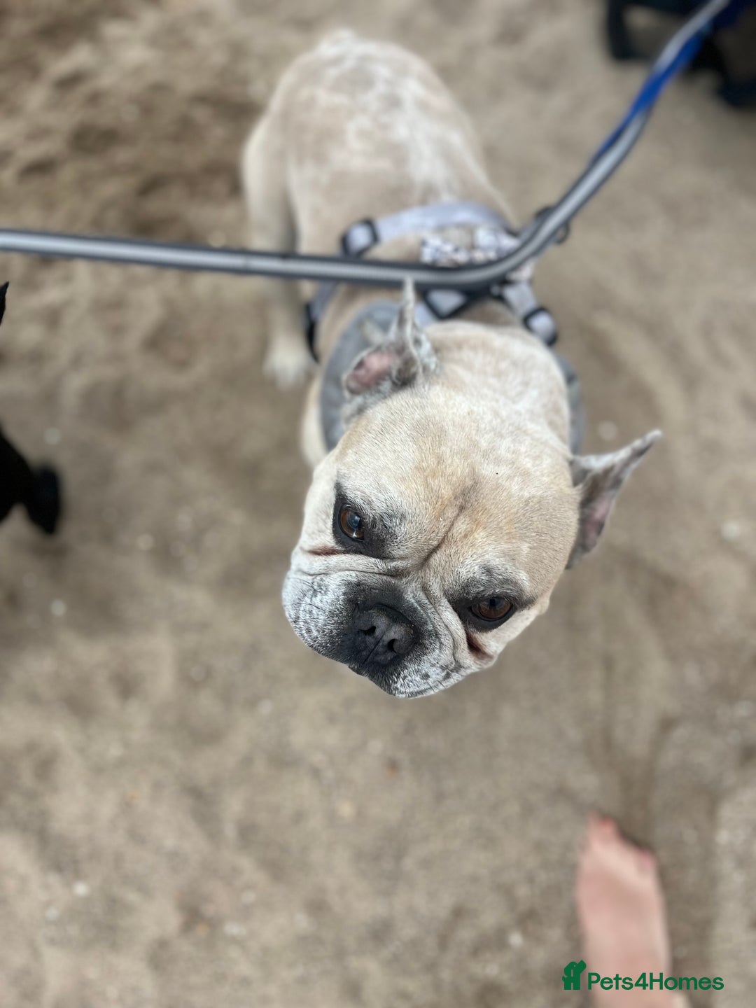 French Bulldog dogs for stud: French bulldog Merle for stud - Image 4