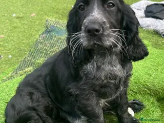 Cocker Spaniel dogs Cocker spaniel - Advert 1