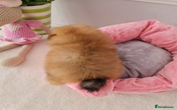 Pomeranian dogs for sale: KC Tiny Teddy Bear Pomeranian Girls - Image 5