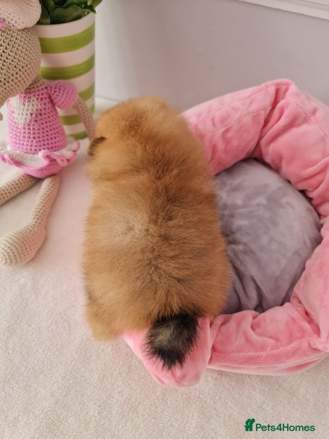 Pomeranian dogs for sale: KC Tiny Teddy Bear Pomeranian Girls - Image 5