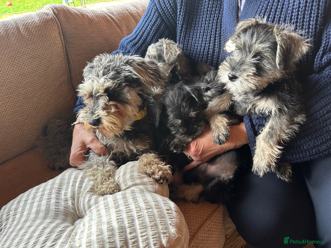 Miniature Schnauzer dogs for sale: Ready Now! miniature schnauzer puppies  - Image 17