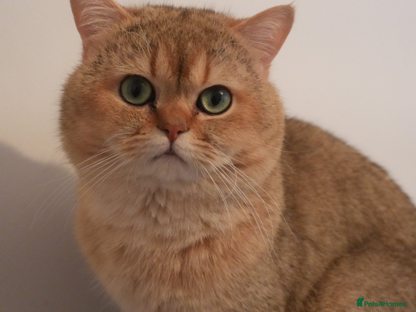 British Shorthair cats Loving Adult Cats - Advert 1