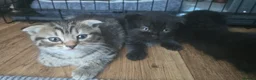 British Shorthair cats for sale: British shorthair fold kittens  - Advert 5