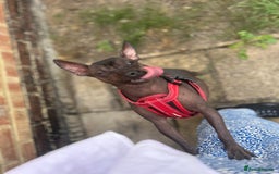 Mexican Hairless dogs for sale: Mexican Hairless, mini - Image 8