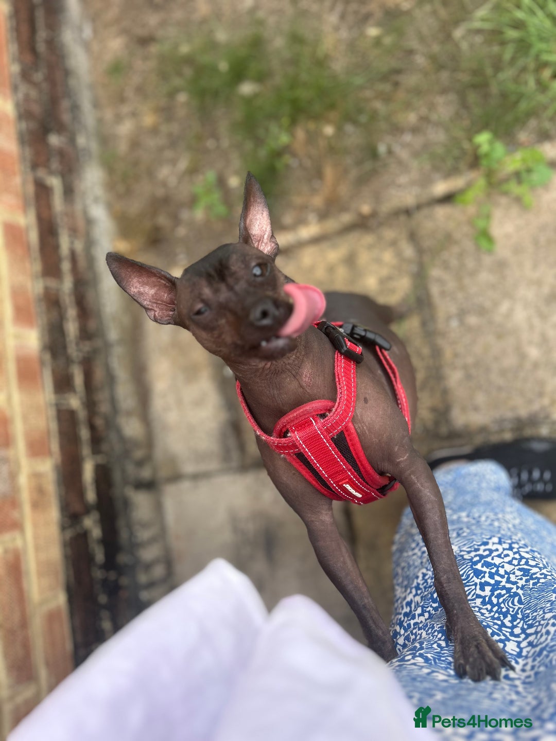 Mexican Hairless dogs for sale: Mexican Hairless, mini - Image 8