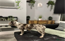 French Bulldog dogs for sale: French bulldog - Advert 3