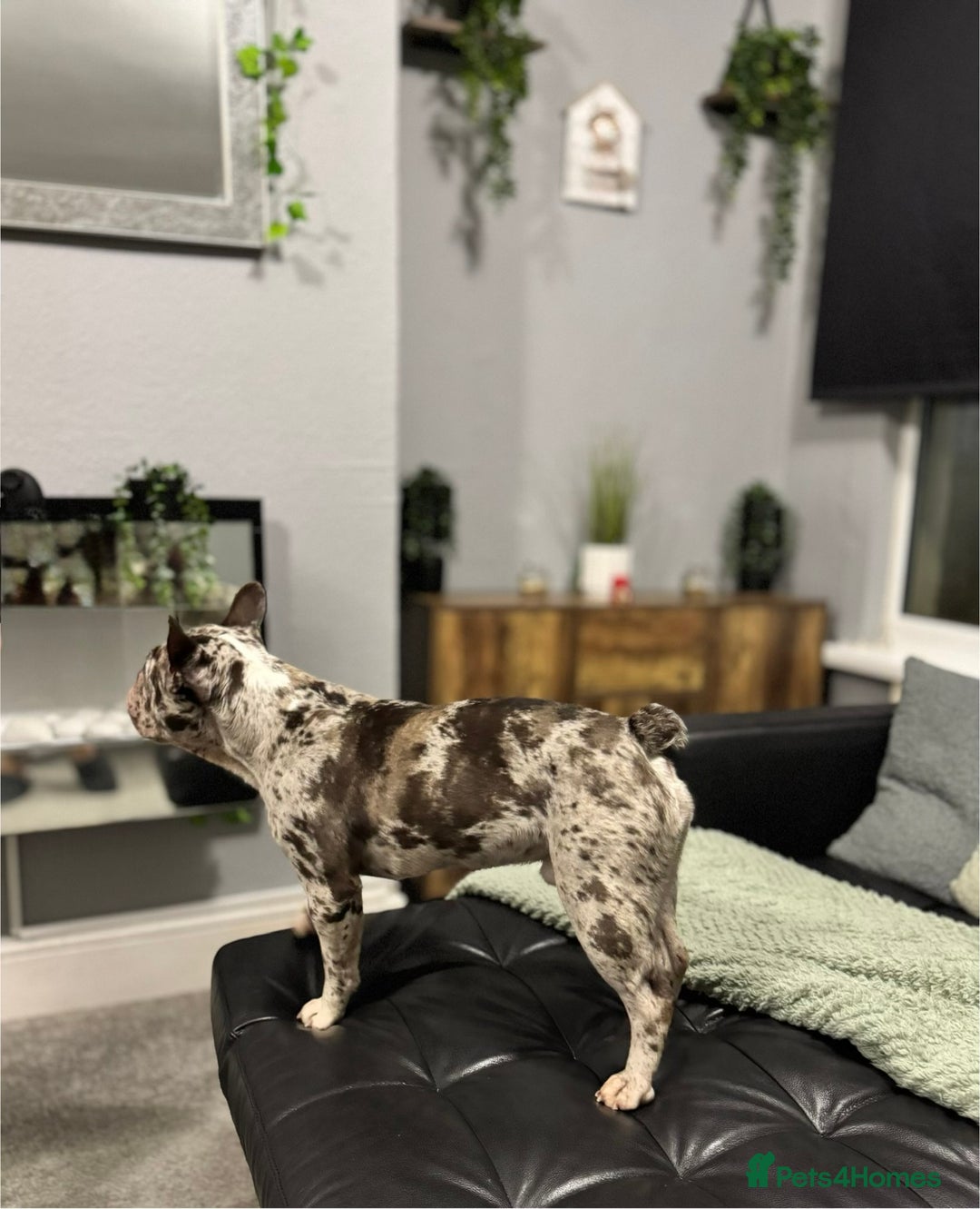 French Bulldog dogs for sale: French bulldog - Advert 3