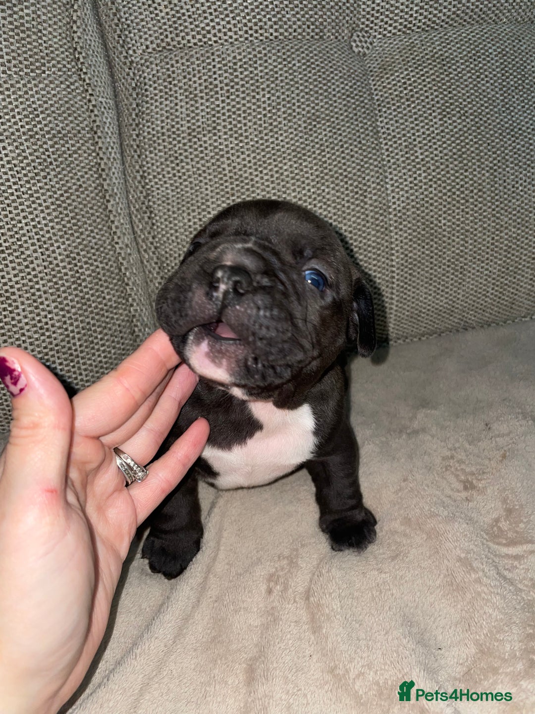 Mixed Breed dogs for sale: Ready to leave mixed breed pups  - Advert 7