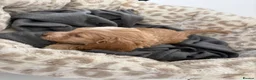 Cockapoo dogs for sale: Cockapoo pups  - Advert 22
