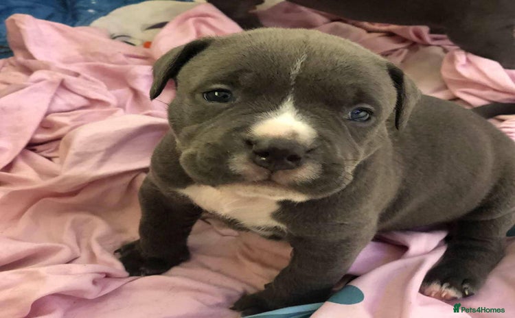 Staffordshire Bull Terrier dogs - Advert 6