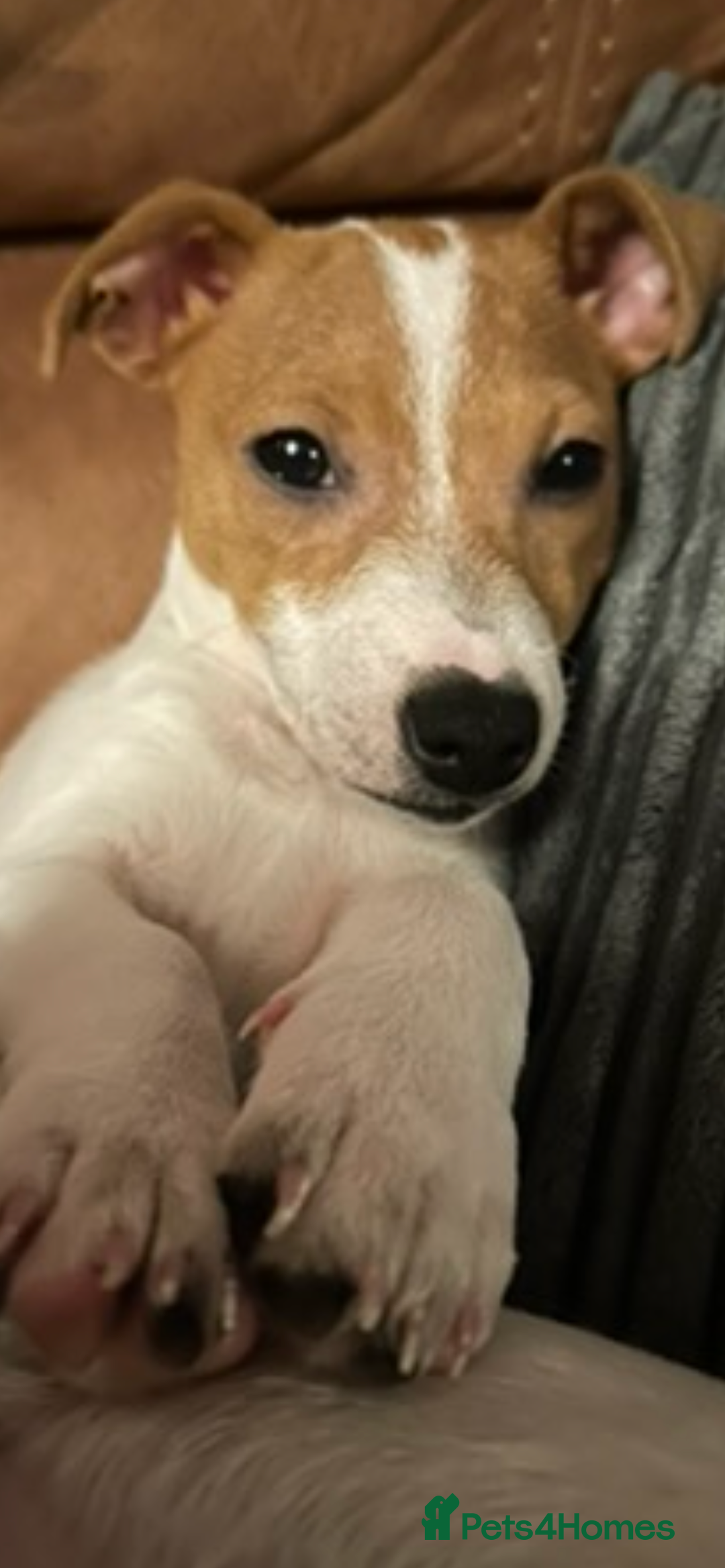 Jack Russell dogs for sale: Female jack Russell’s available  - Advert 2
