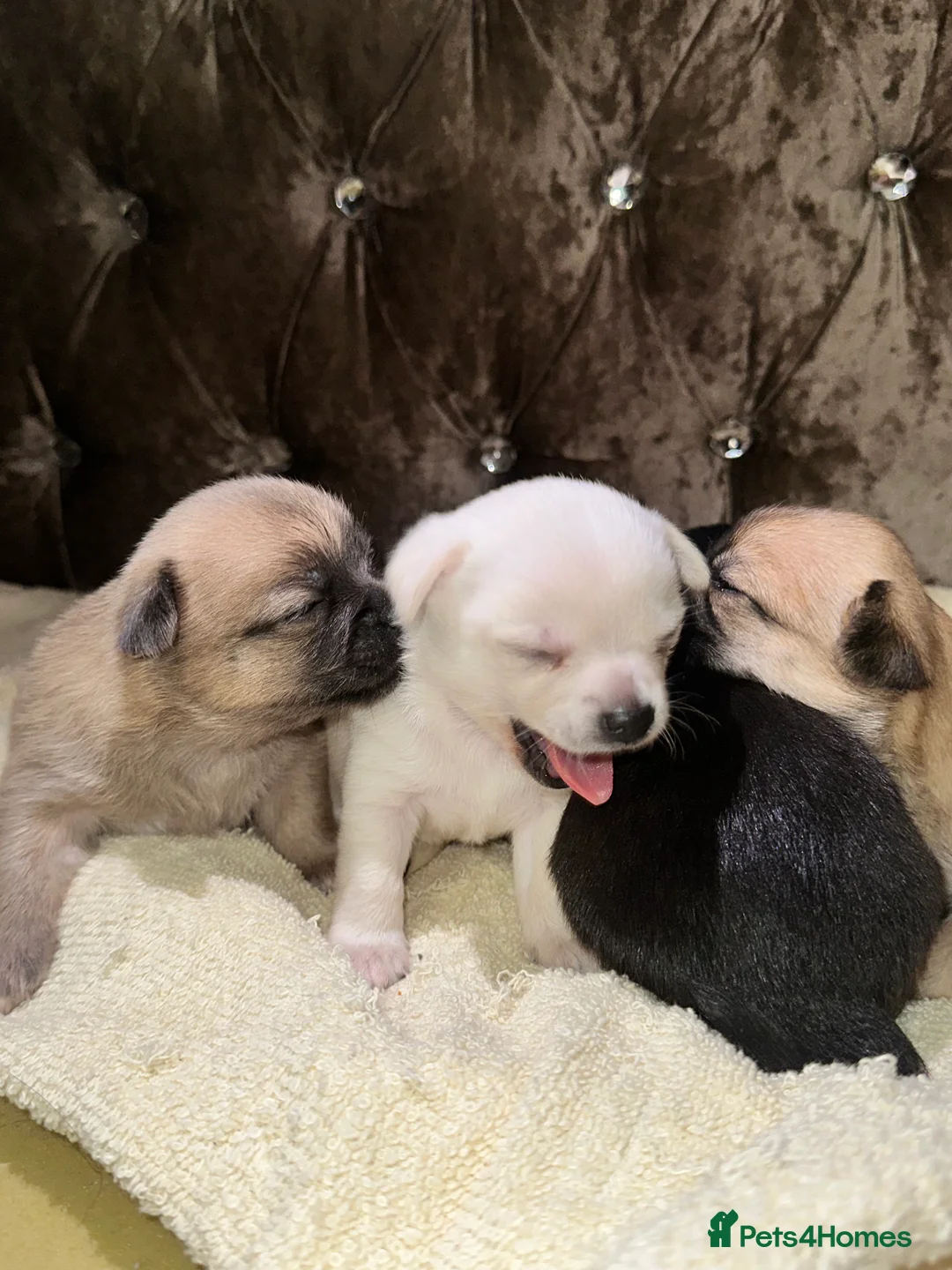 Chihuahua dogs for sale: Beautiful chihuahua for sale in Bradford - Advert 2