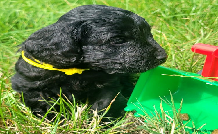 Cockapoo dogs - Advert 12