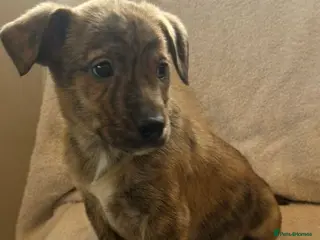 Mixed Breed dogs 5 Staff x beagle - Advert 1