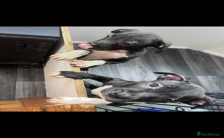 Staffordshire Bull Terrier dogs - Advert 14