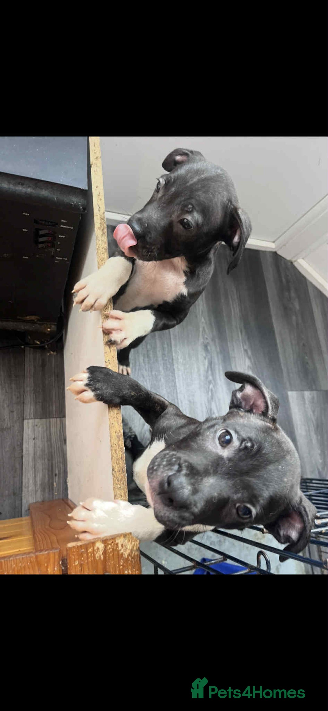 Staffordshire Bull Terrier dogs for sale: Staffy Babies Ready to leave - Image 2