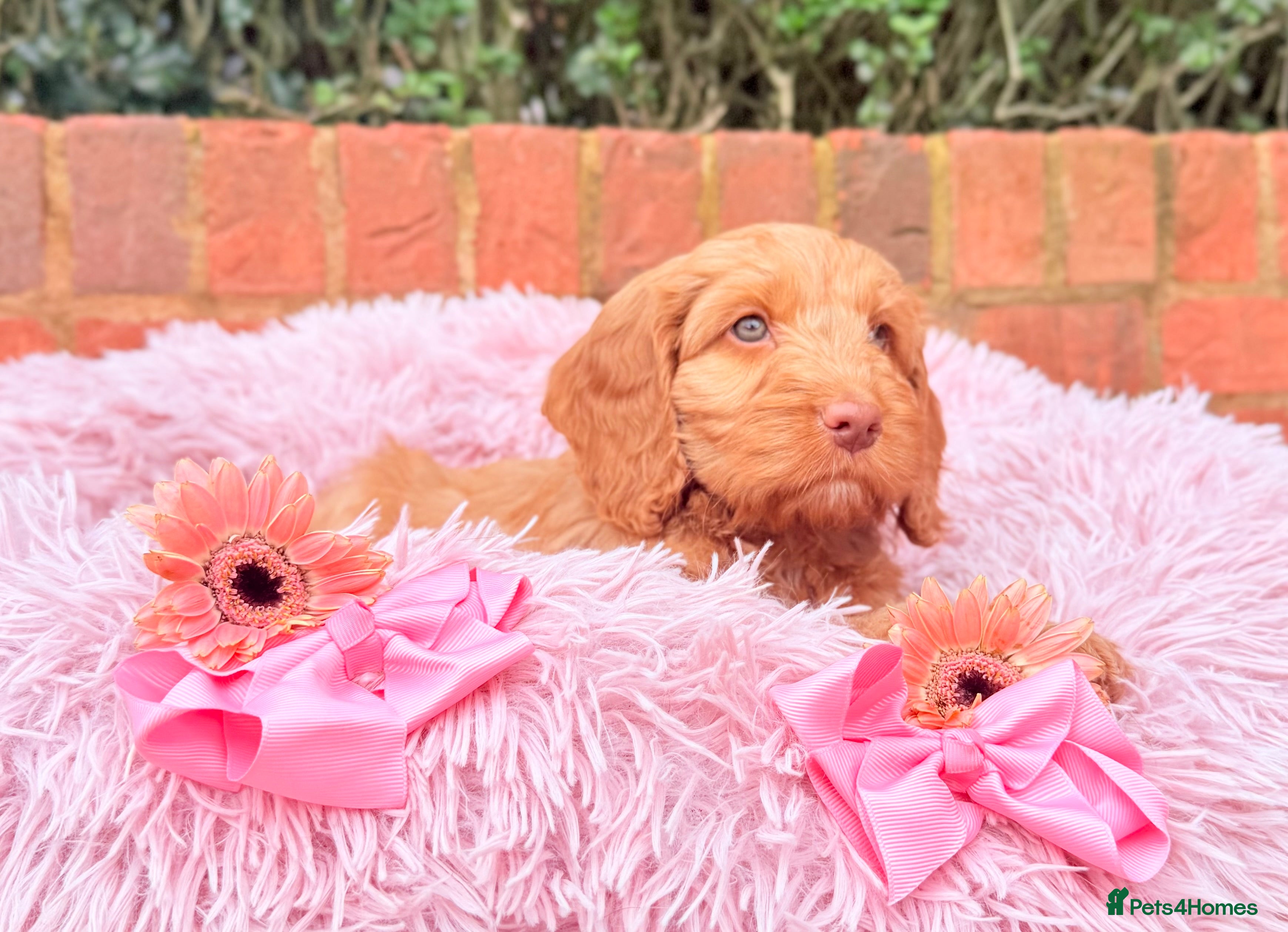 Australian Labradoodle dogs Australian labradoodle  - Advert 2