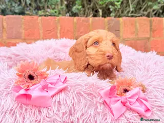 Australian Labradoodle dogs Australian labradoodle - Advert 2