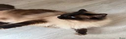 Ragdoll cats for sale: Ragdoll Male Cat Energetic Full of Personality 🐾 in Wolverhampton - Advert 4