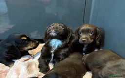 Cocker Spaniel dogs for sale: Cocker spaniel puppies - Image 10