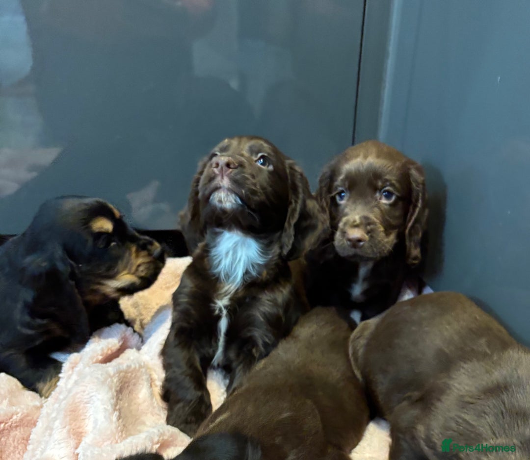 Cocker Spaniel dogs for sale: Cocker spaniel puppies - Image 10