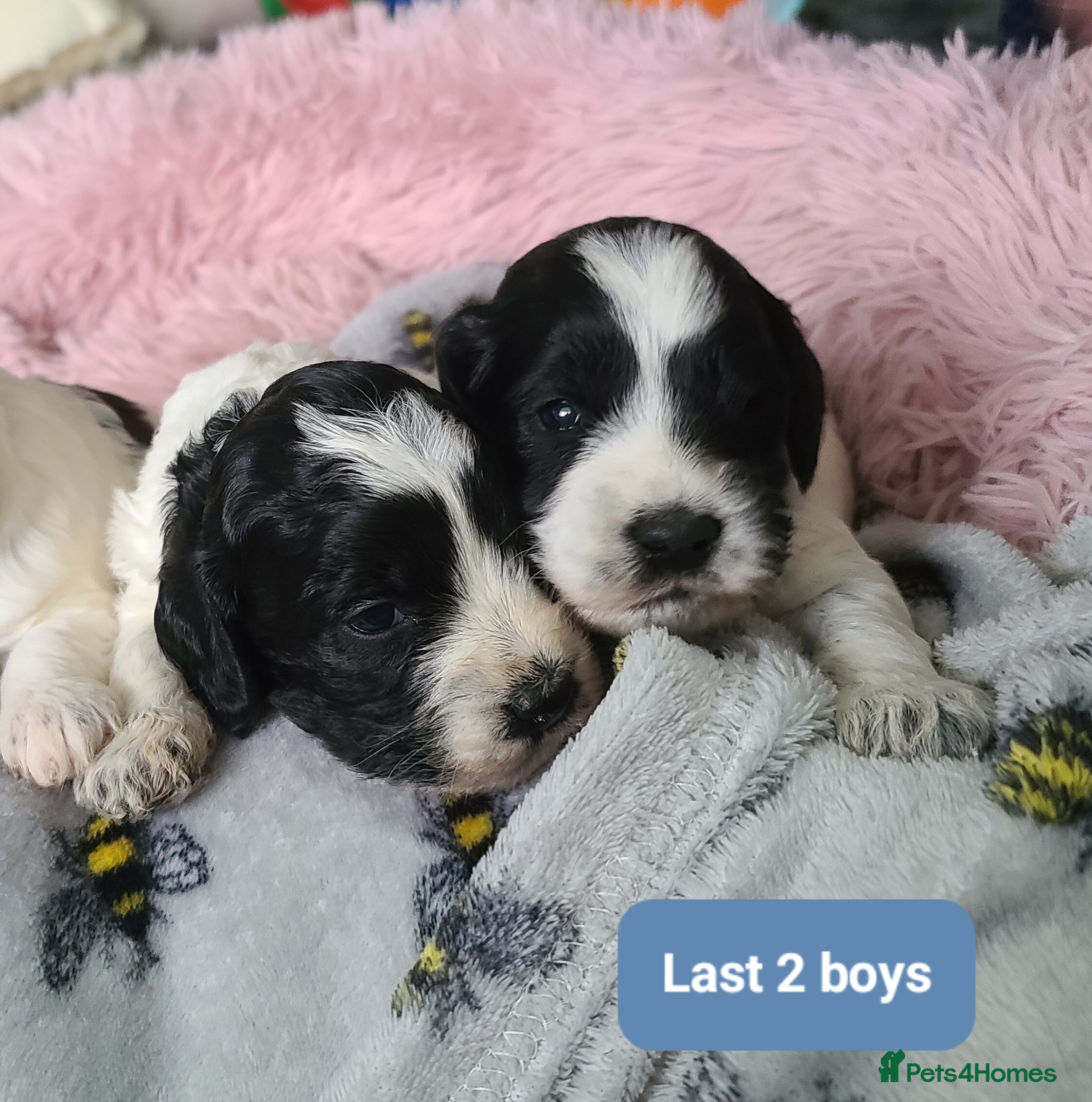 Cockapoo dogs 2 boys left. Parti Roan F1 Cockapoos. DNA Tested  - Advert 17