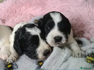 Cockapoo dogs 2 boys left. Parti Roan F1 Cockapoos. DNA Tested - Advert 14