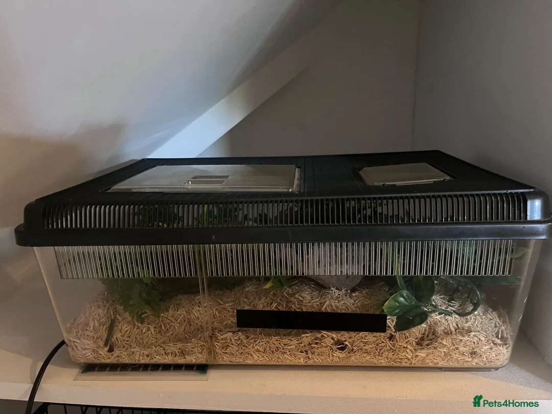 Snake reptiles for sale: Male Western Hognose for sale  - Advert 3