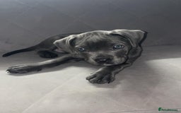 Cane Corso dogs for sale: 1 full blue female cane corso 9wks ready now - Image 5