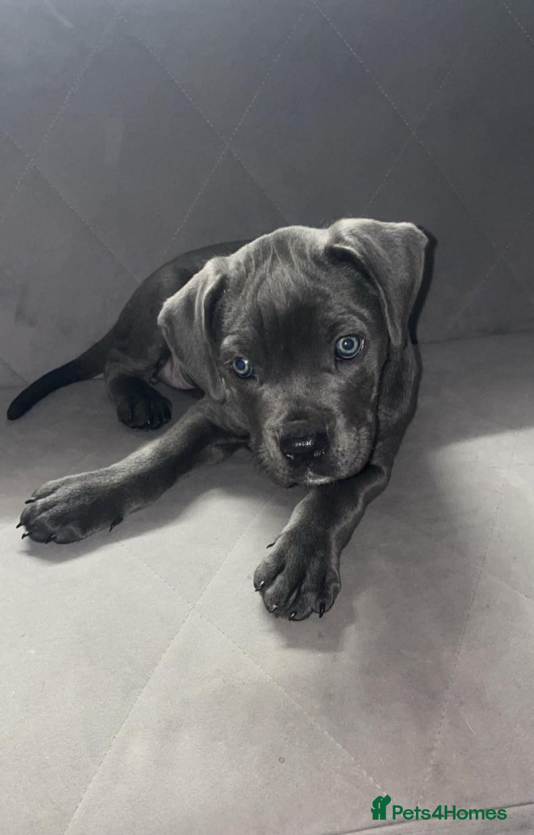 Cane Corso dogs for sale: 1 full blue female cane corso 9wks ready now - Image 5