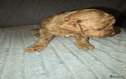 Lhasapoo dogs for sale: Beautiful lhasapoo puppies  - Image 10