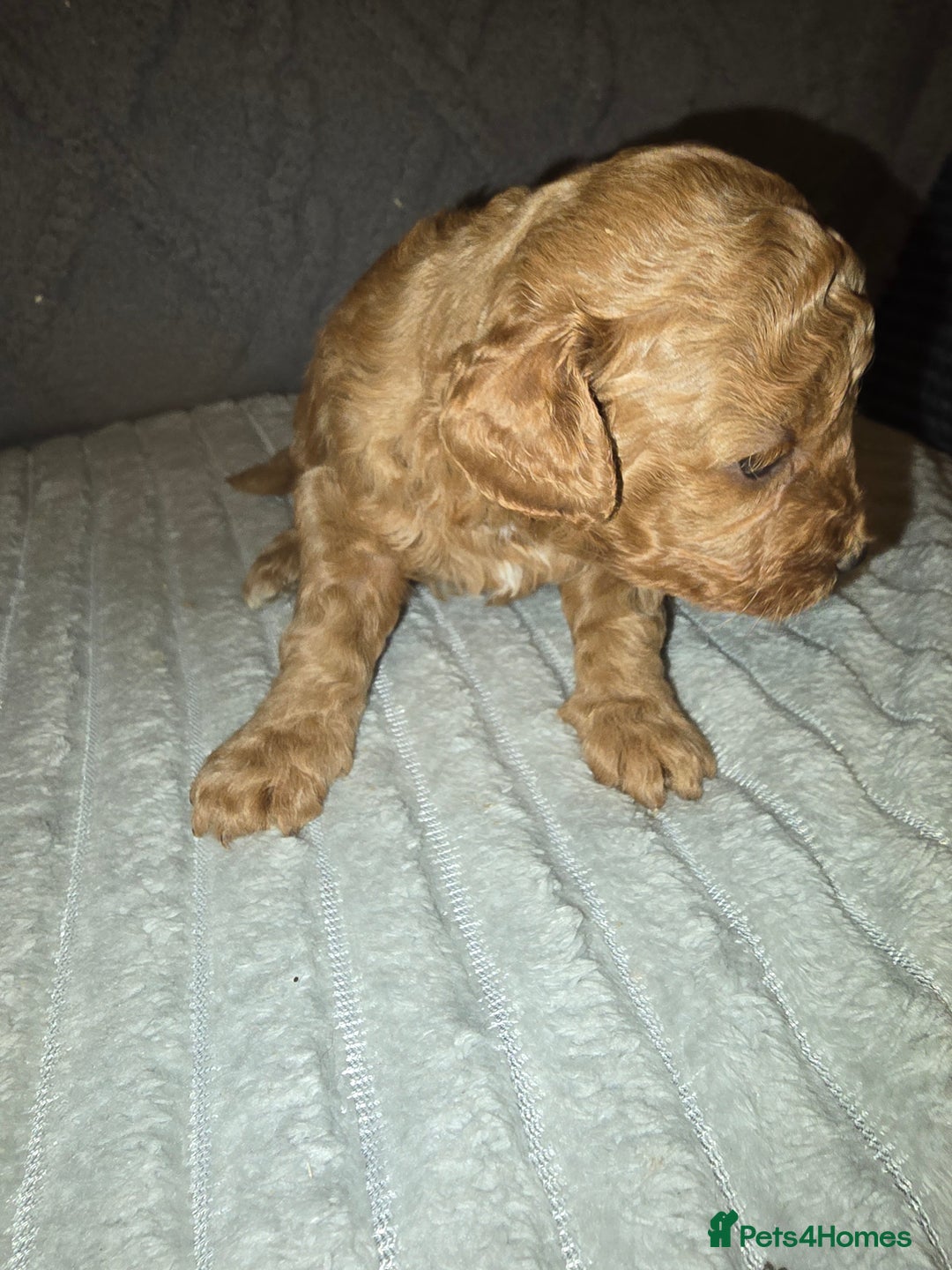 Lhasapoo dogs for sale: Beautiful lhasapoo puppies  - Image 10