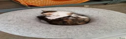 Mixed Breed cats for sale: Very Cute Calico Girl - Advert 21