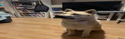 Huskita dogs for sale: Beautiful Blonde/Light Brown Huskita in Manchester - Advert 1
